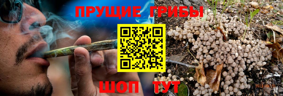Псилоцибиновые грибы Psilocybe  Вход с VPN  Вятские Поляны 